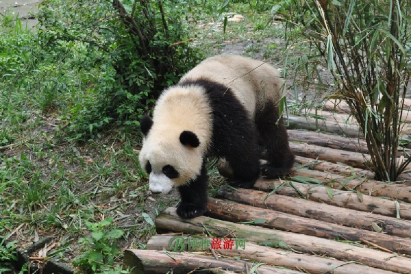 大熊猫繁育研究基地